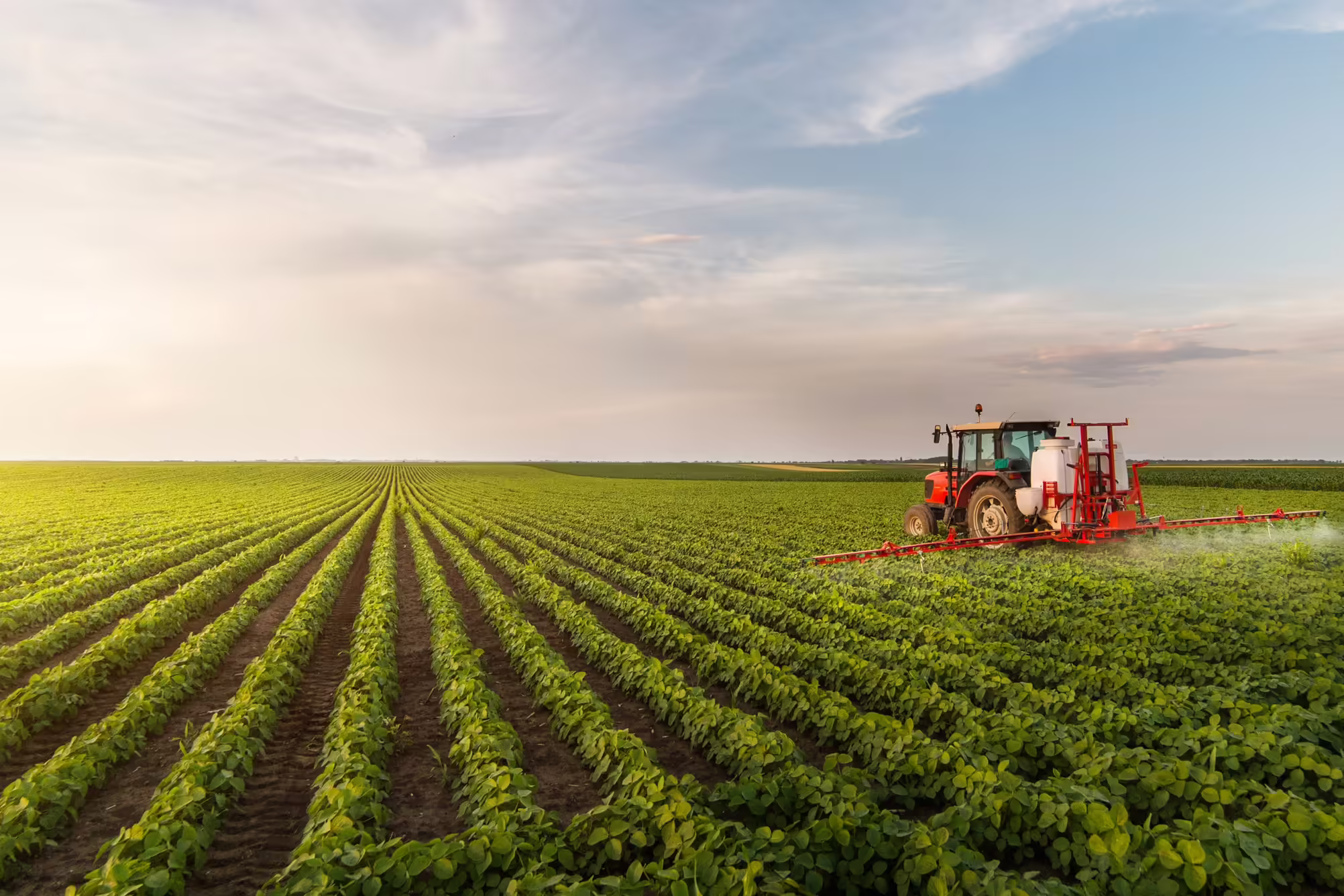 Field Crops Adobe Stock 242824788