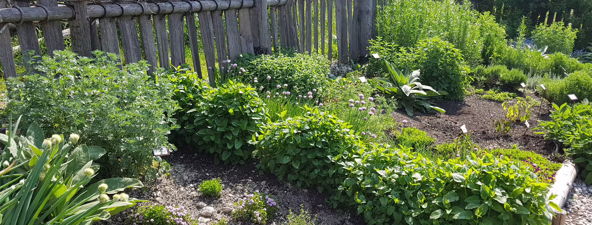 photo of a garden