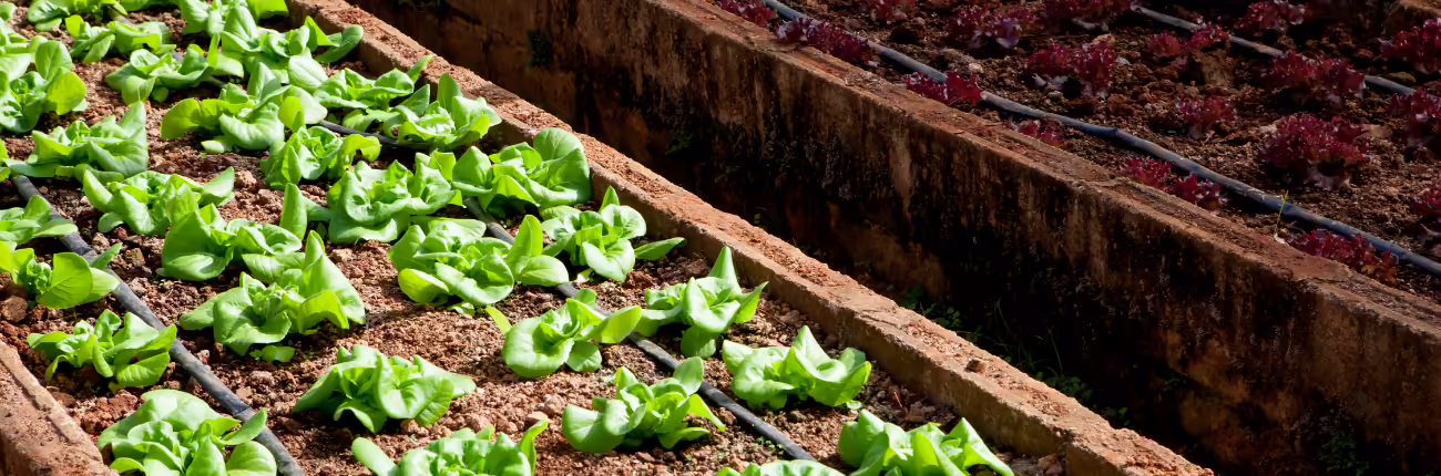 organic vegetables in raised beds