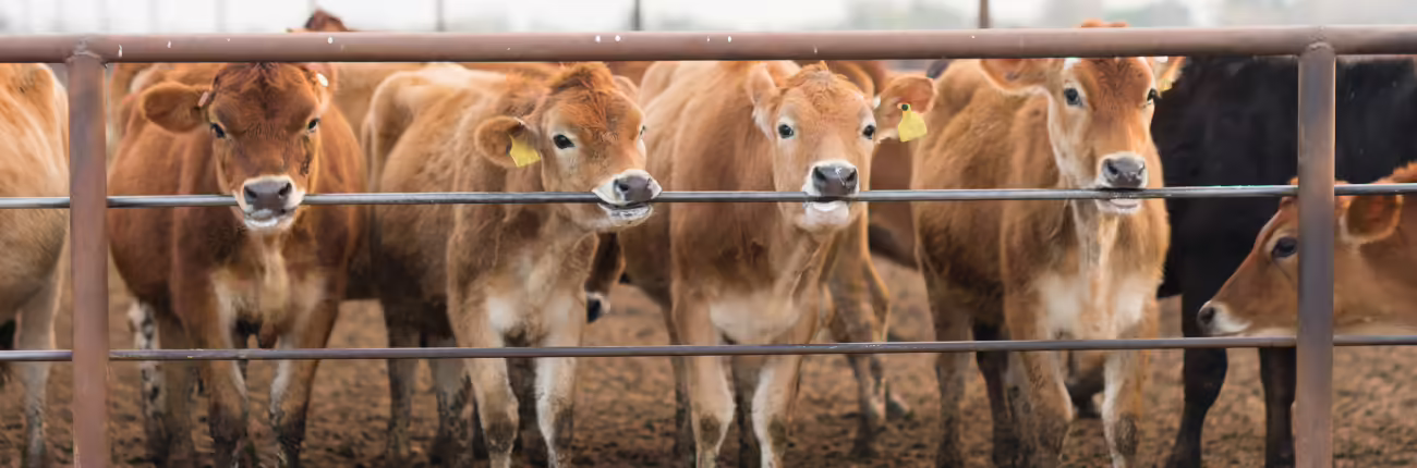 line of beef cattle at gate
