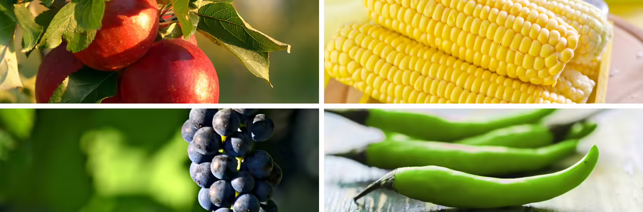 sweet corn, peppers, grapes, apples