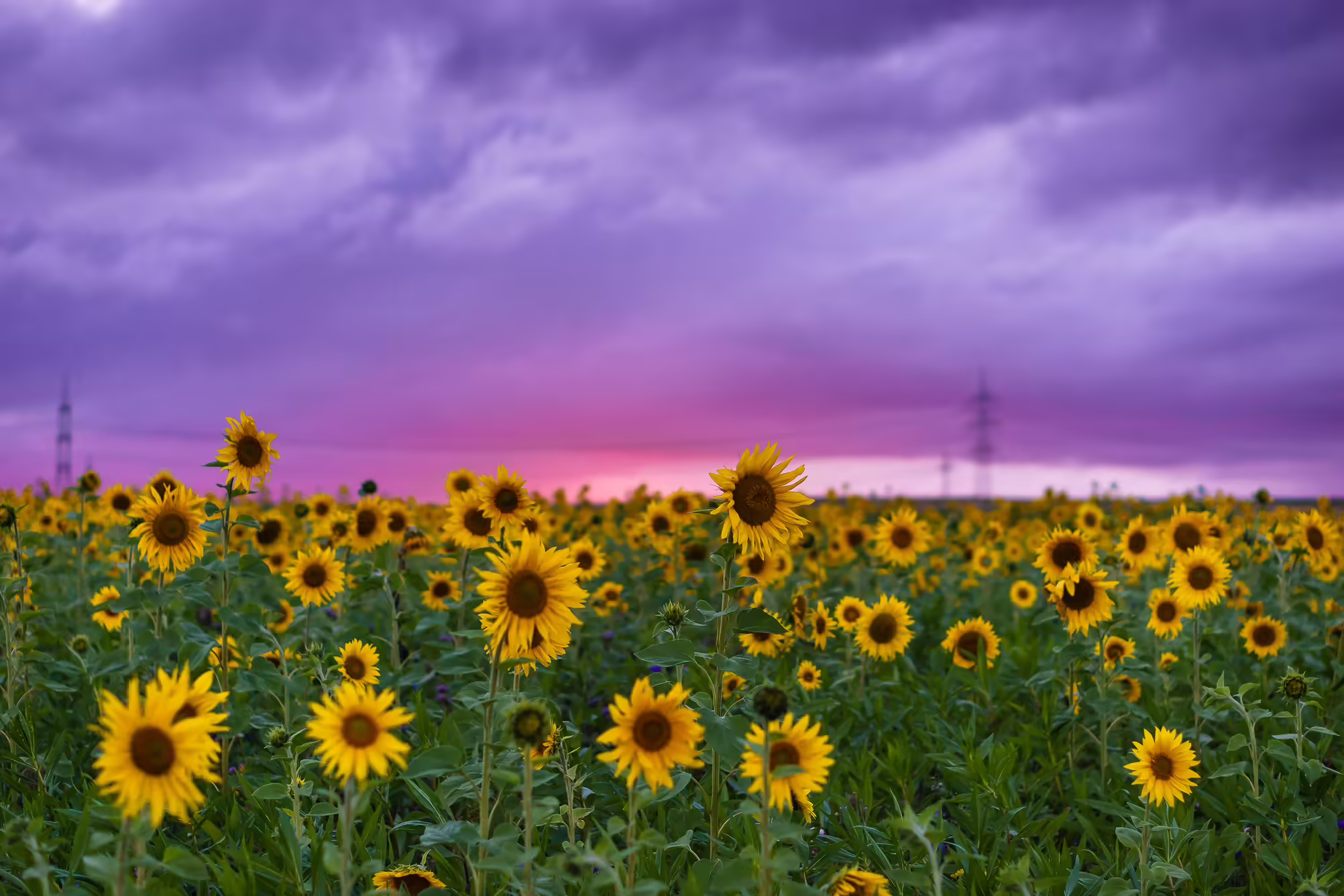 Sunflowers and powerlines on a flat prairie landscape.