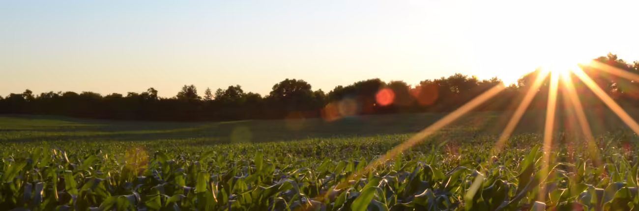 Photo of the Sun Setting on a Corn Field