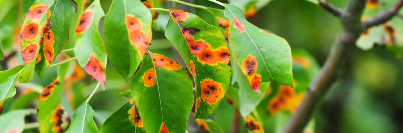 fungal attack of pear tree leaf