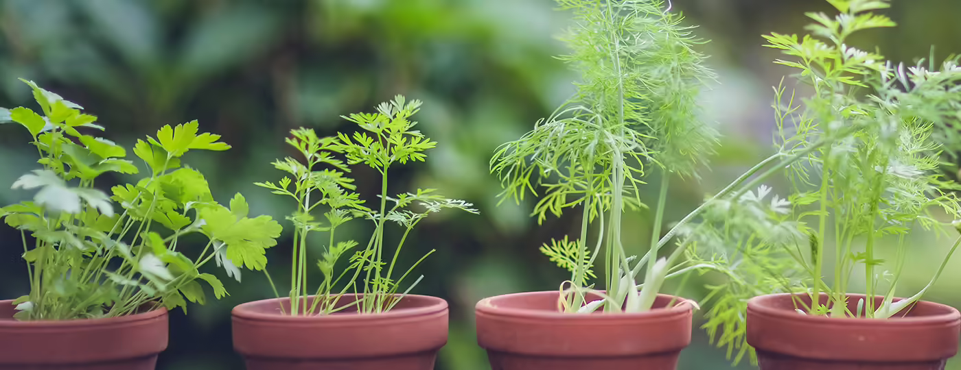 pots of herbs growing