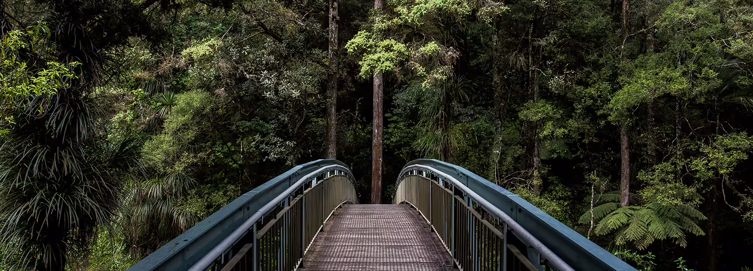 bridge into nature forest