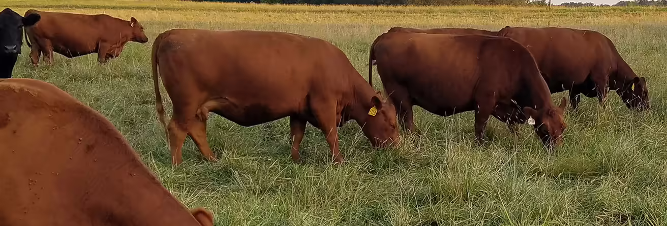 beef cattle grazing