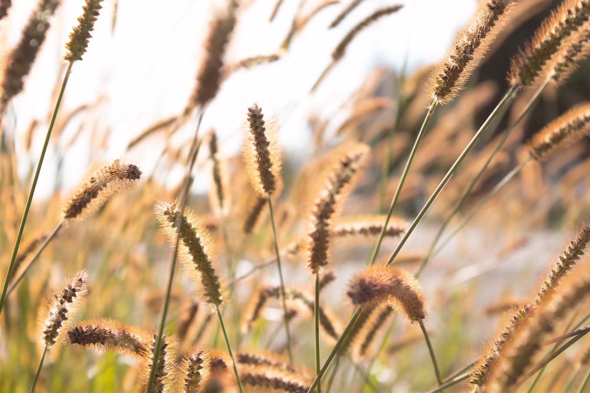 foxtails