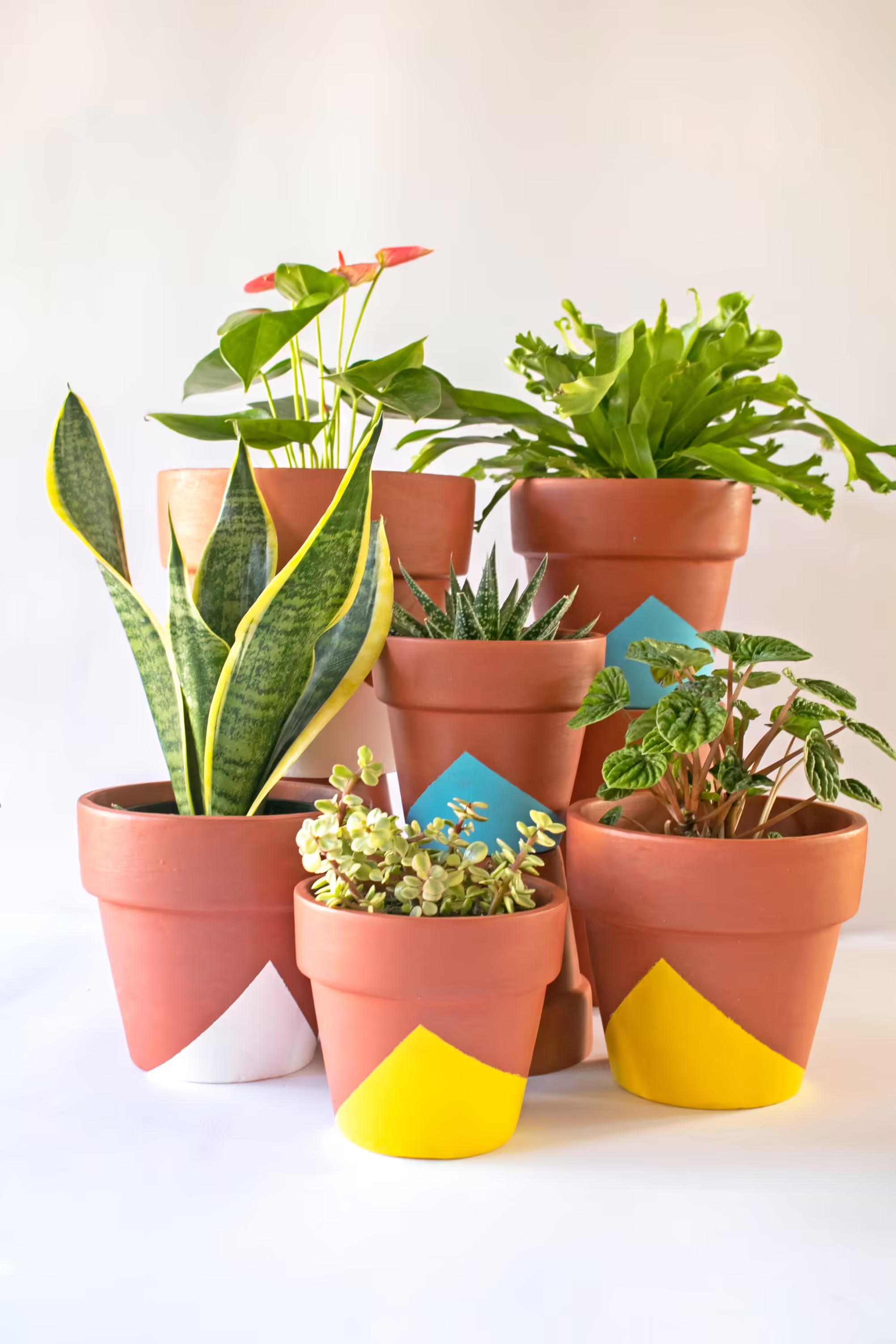 houseplants