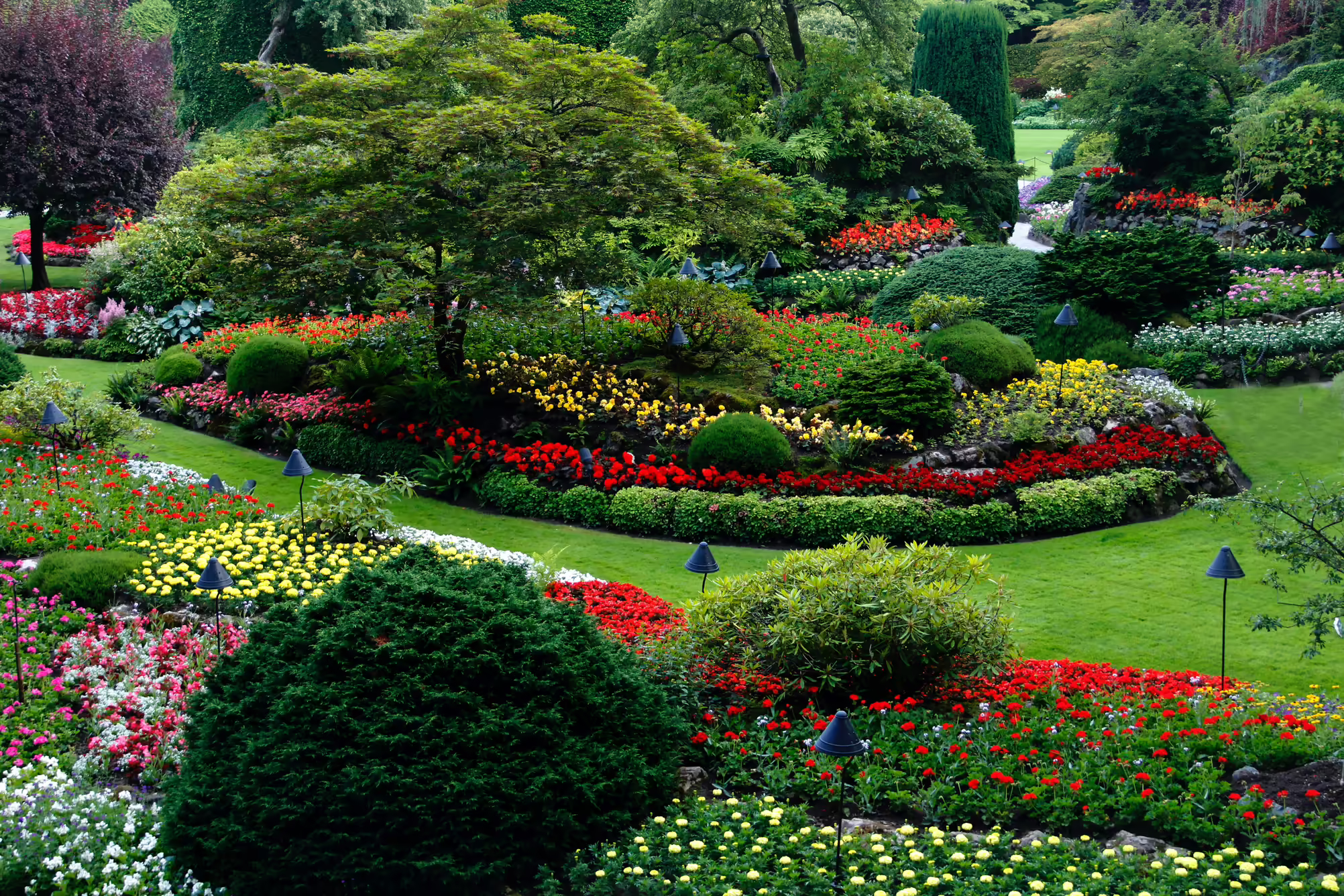 plants in landscape