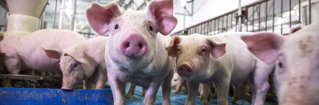 baby pigs in confinement system