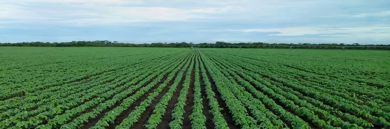 soybean field