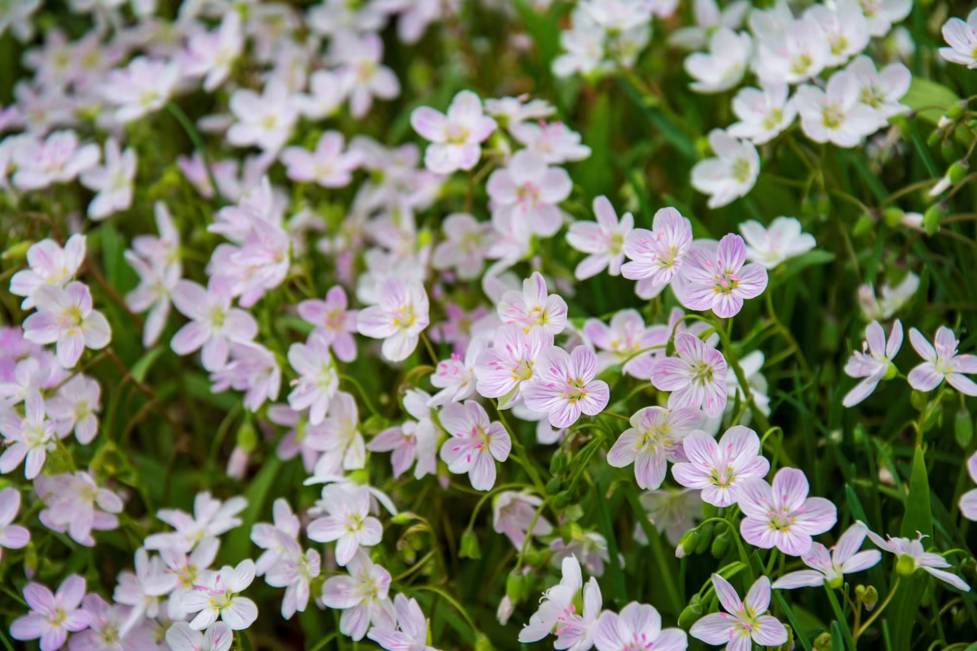 Spring beauty flowers