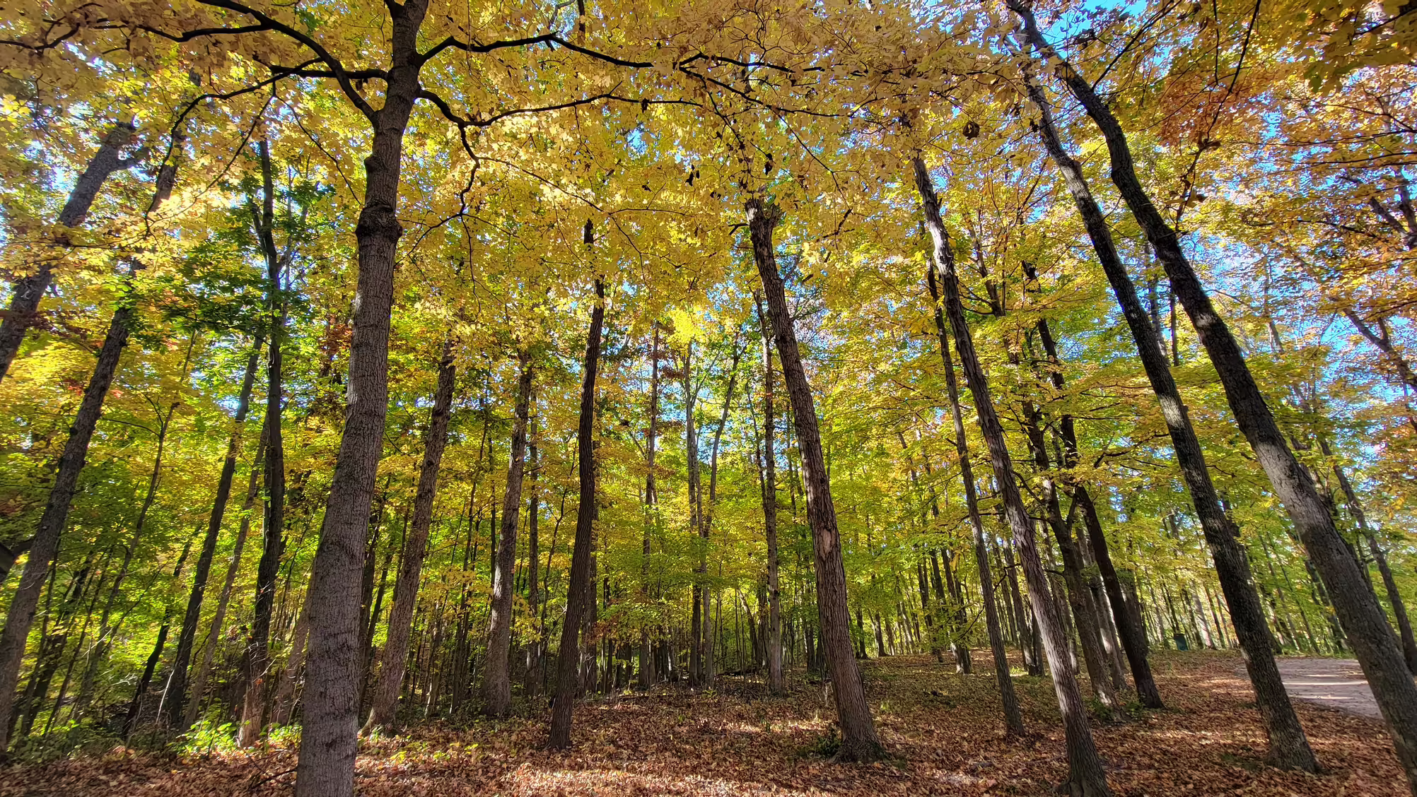 A forest full of yellow trees with leaves on the ground.