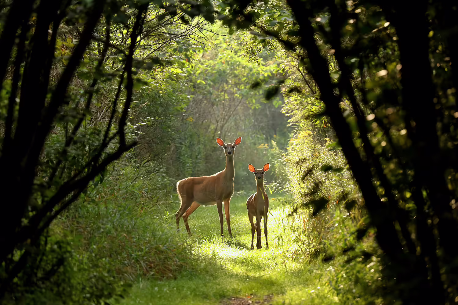 two deer stand on a trail