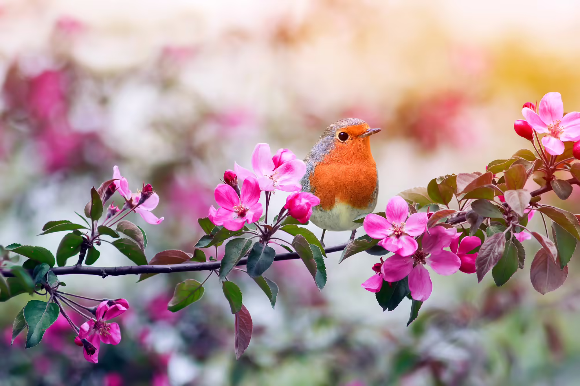 robin on branch