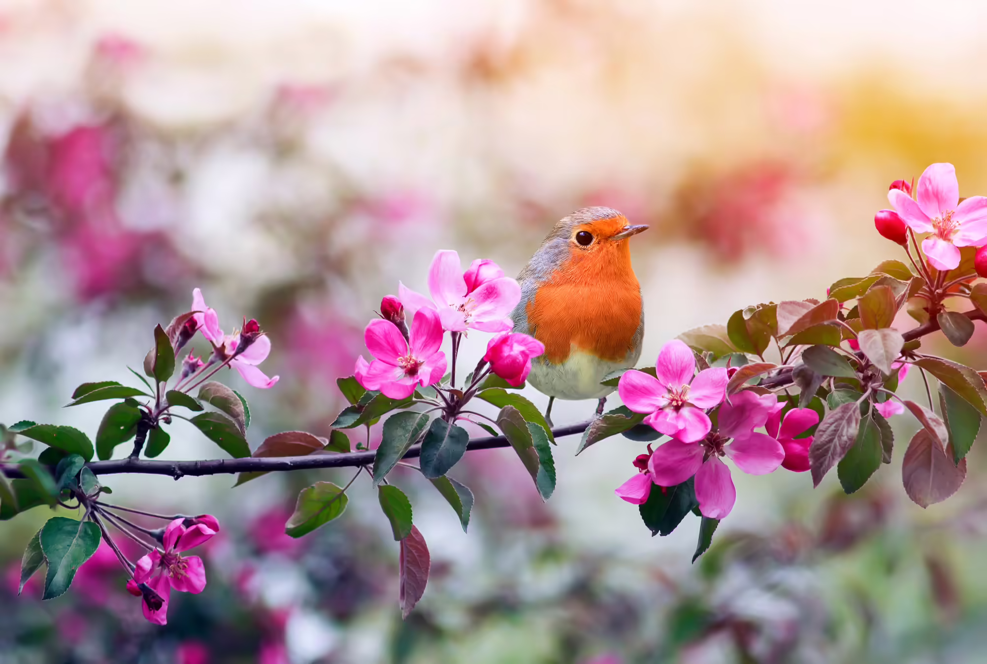 robin on branch