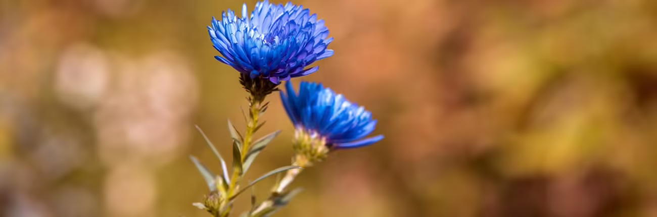 Two vibrant blue flowers blooming on a single stem with a soft, golden-brown blurred background.