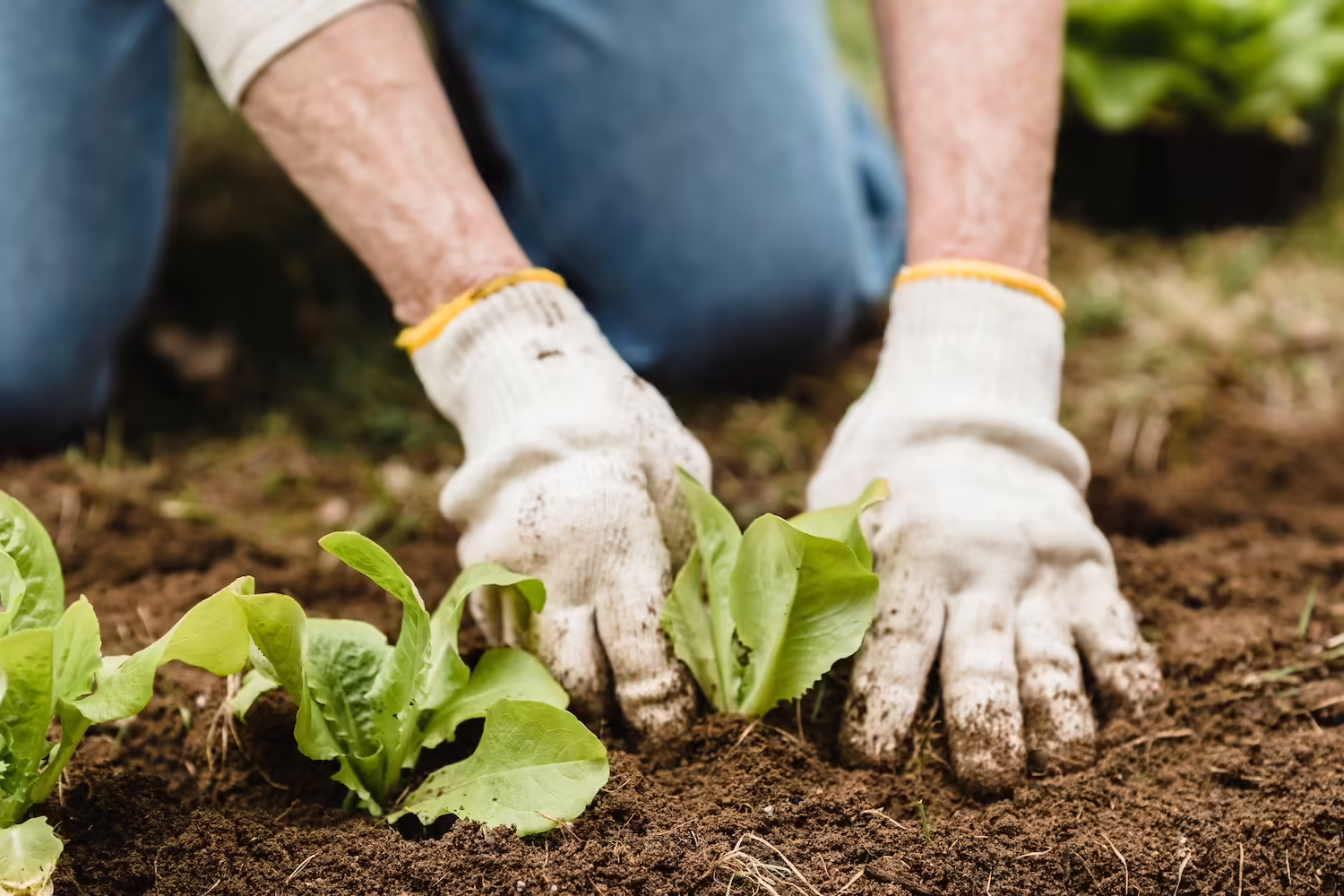 Photo of a persons hands planting vegetables in a garden