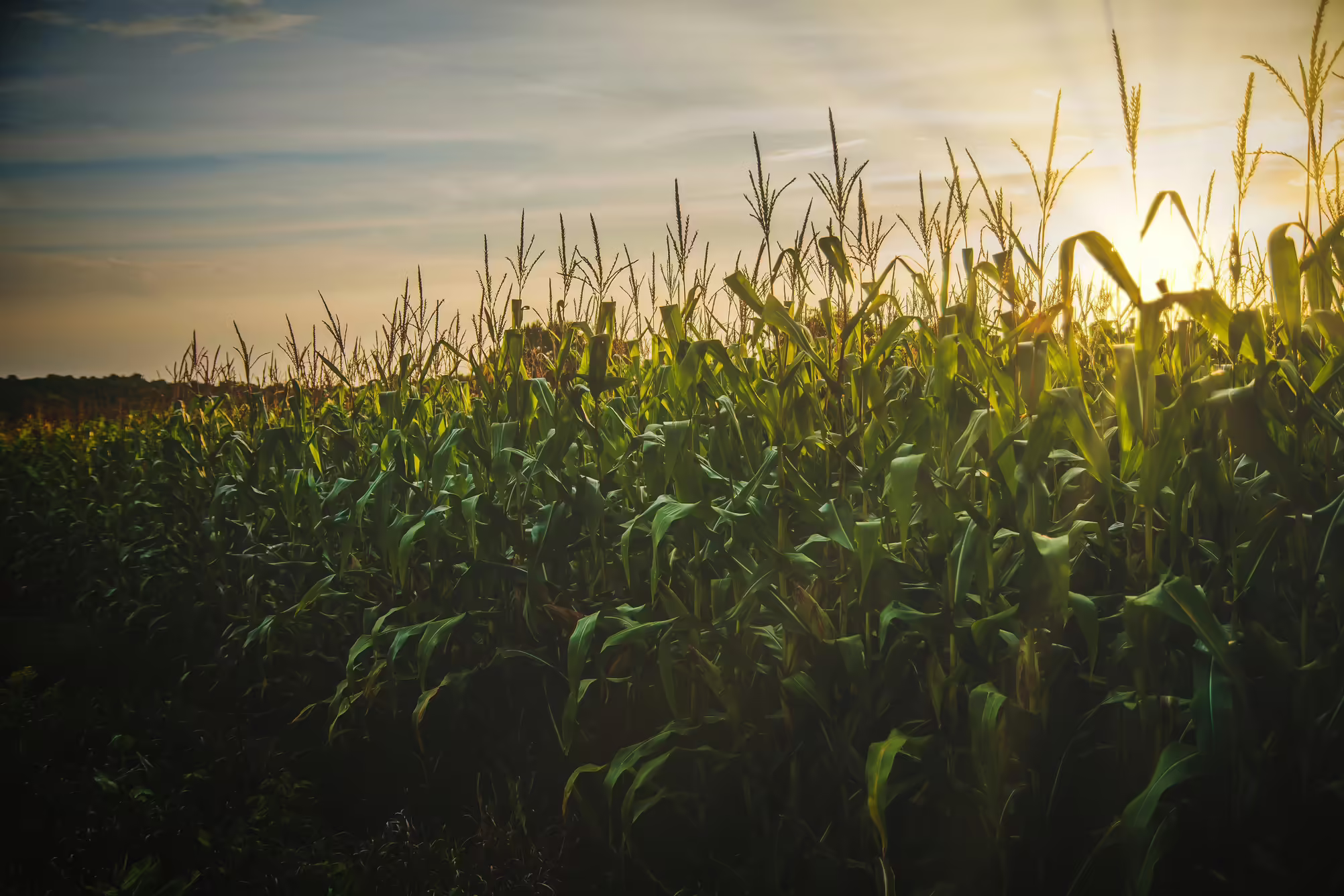 corn field at dusk