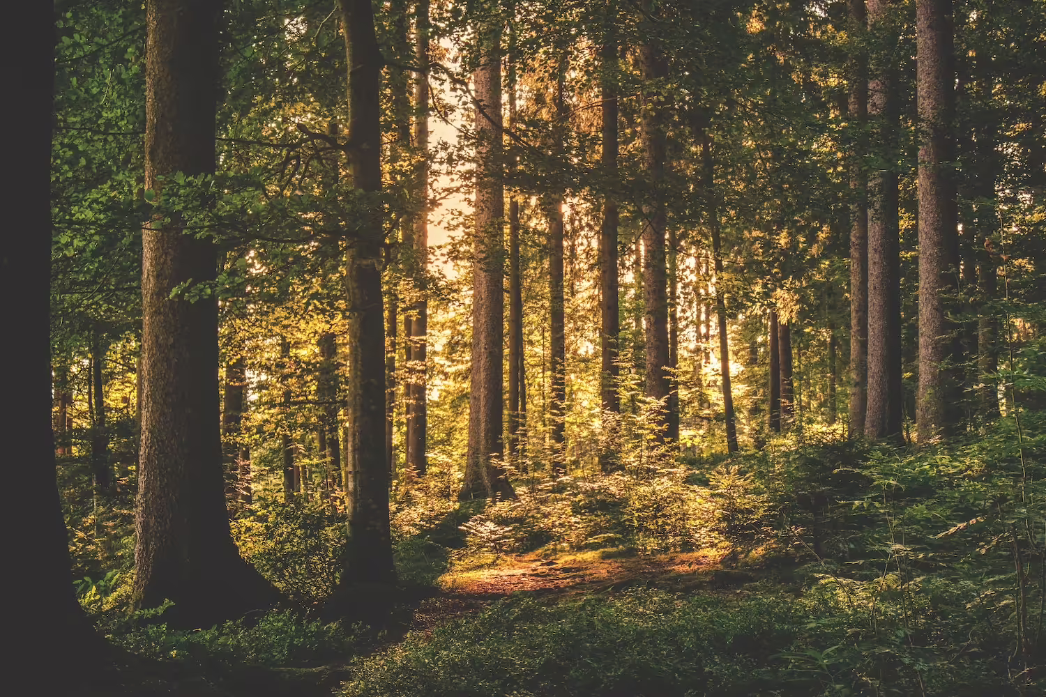 Photo of a forest at daybreak