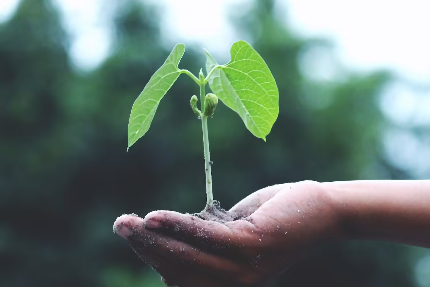 Hand holding a sprout