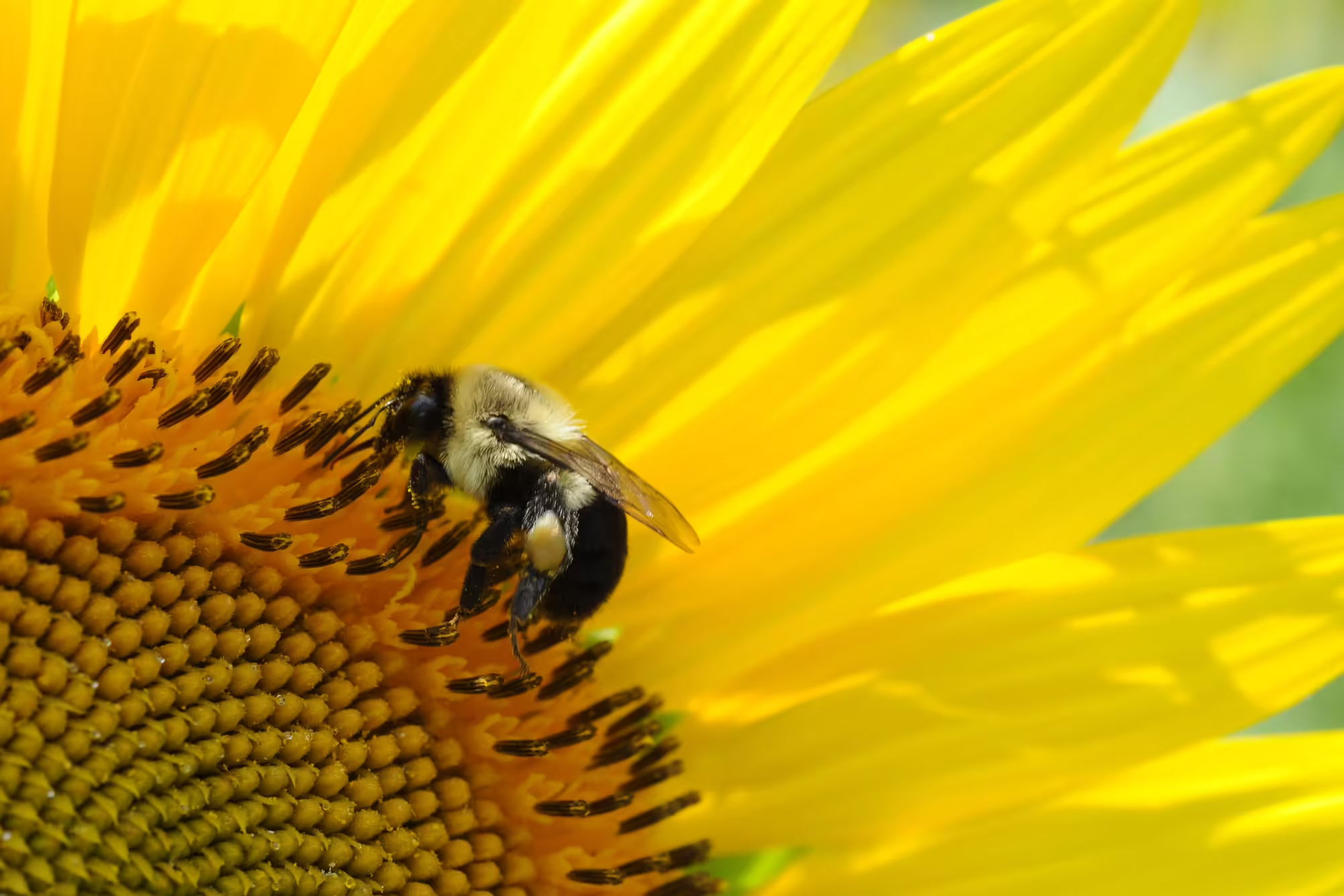 bee on a sunflower