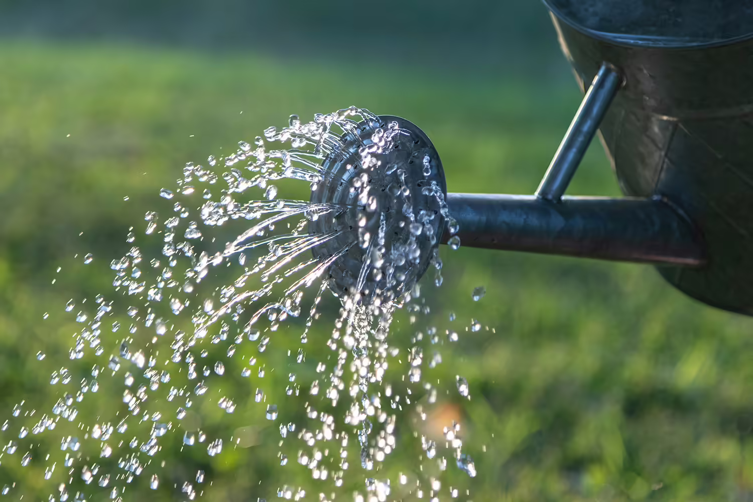 Watering can tipping out water droplets.