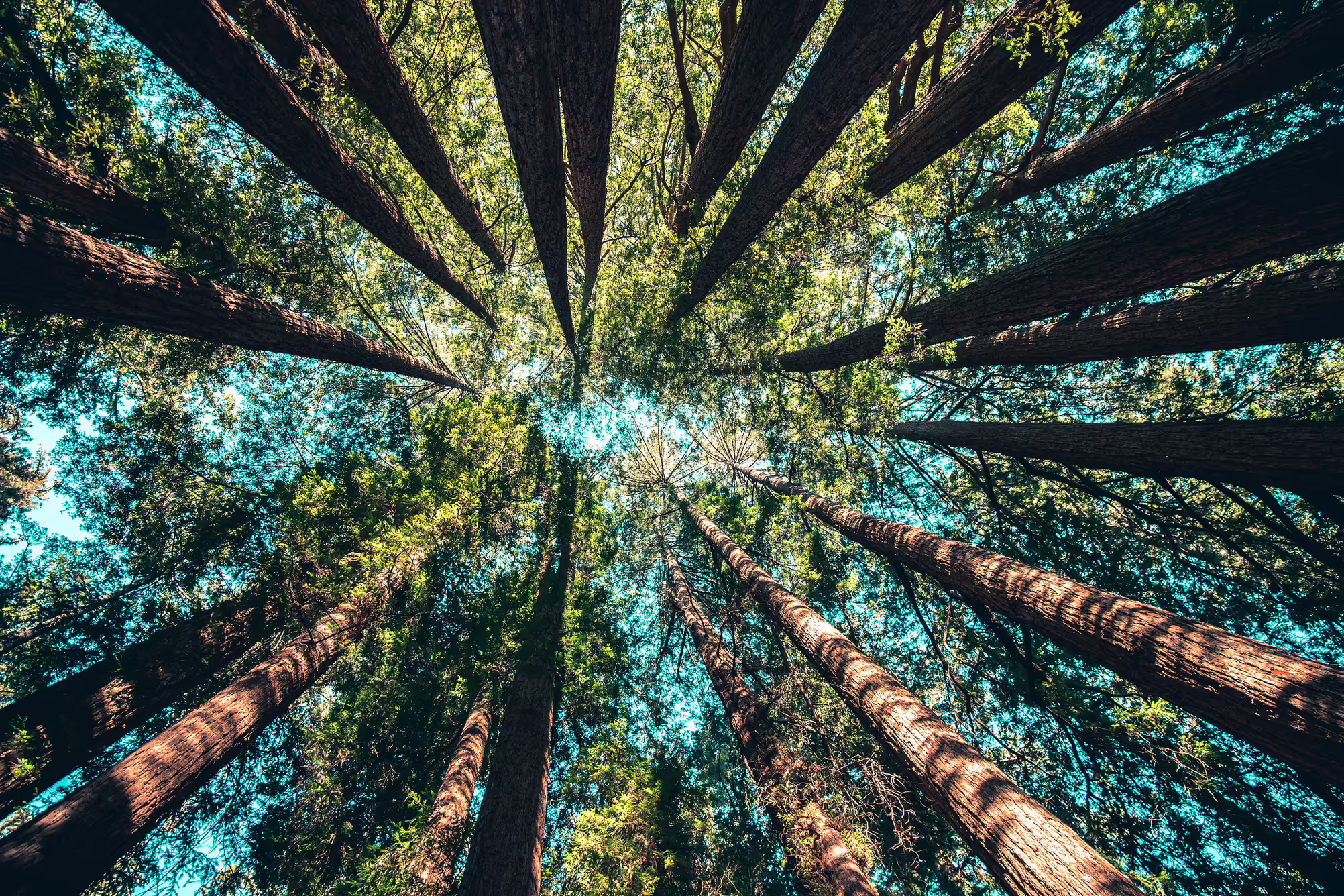 View of a forest from the bottom looking up at the trees and sky