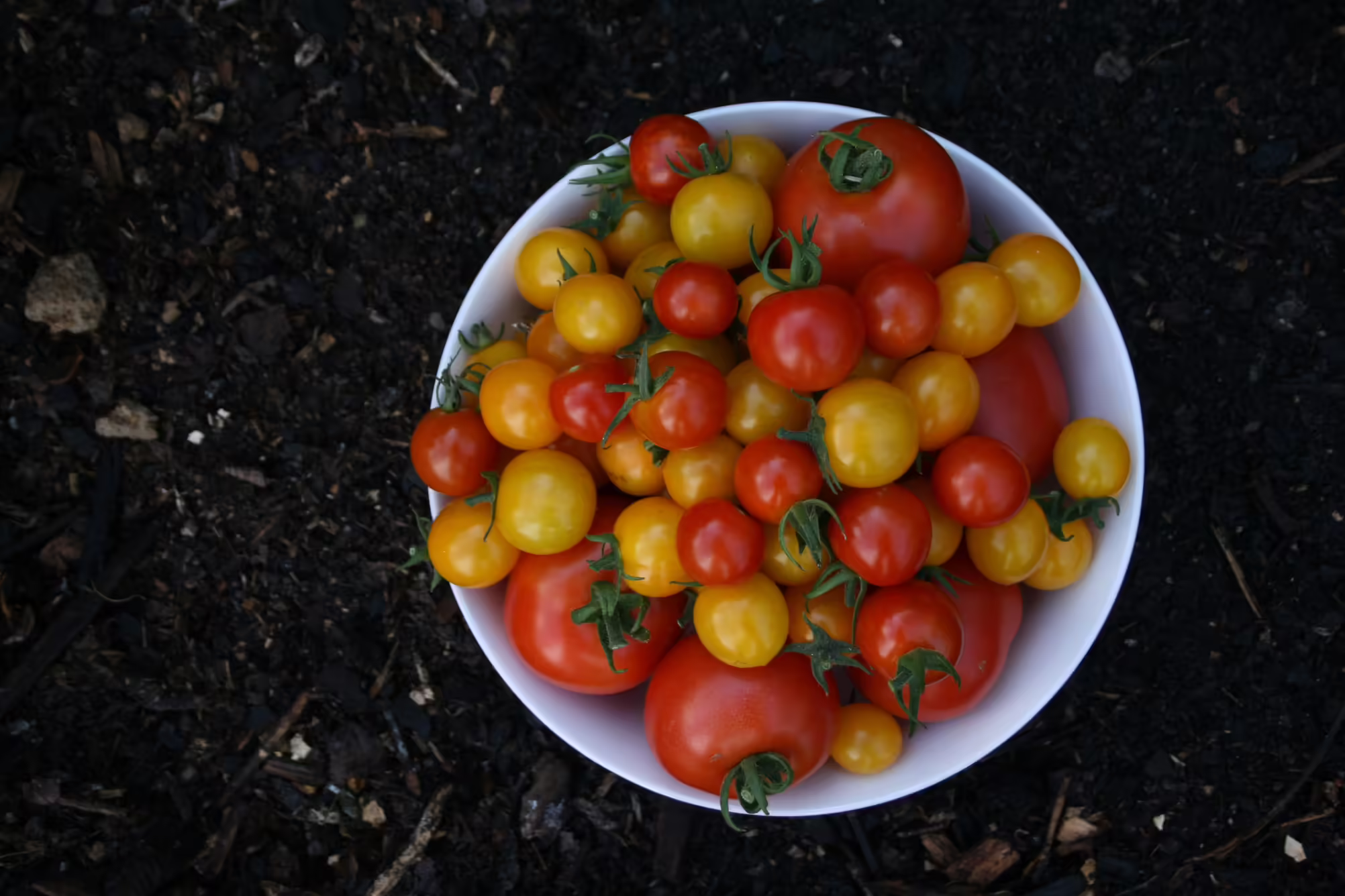 bowl of orange and red tomatoes