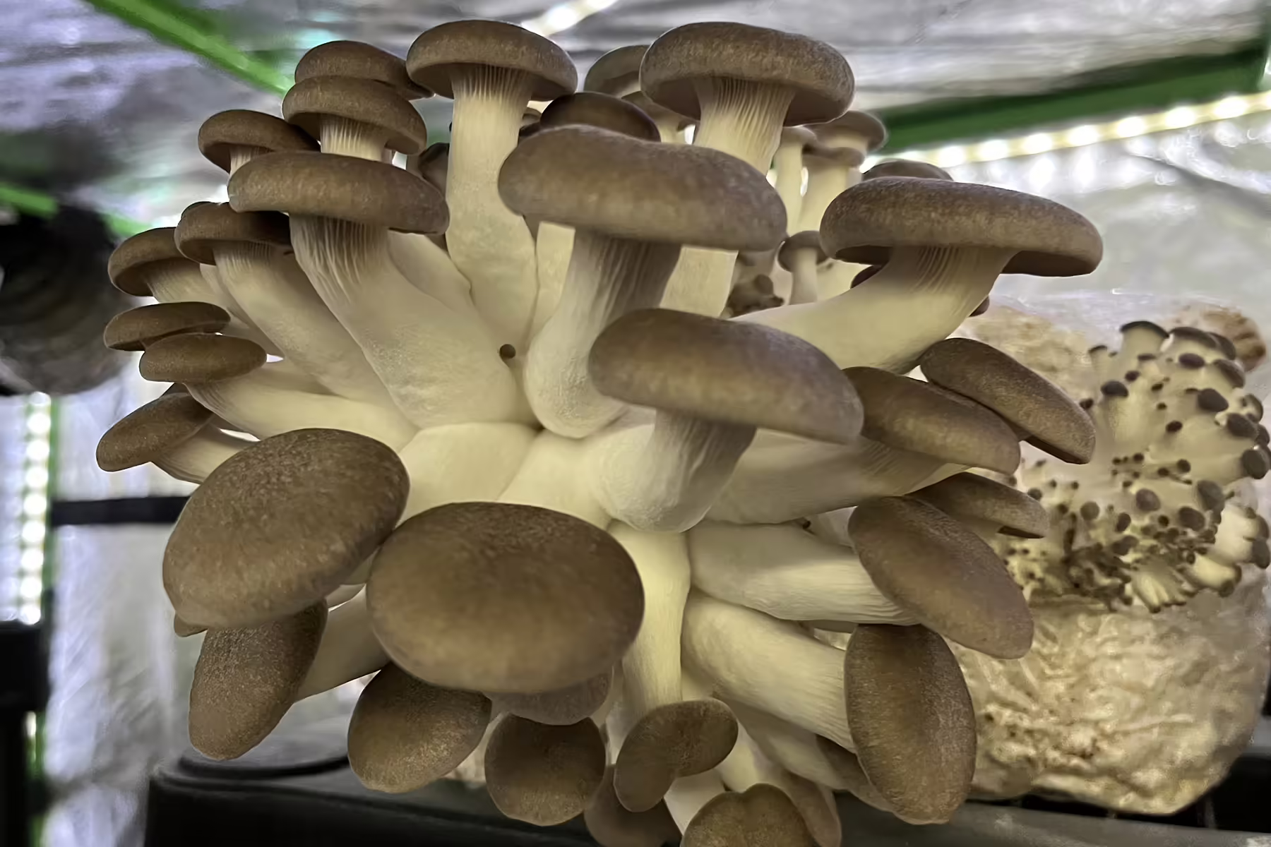 oyster mushrooms