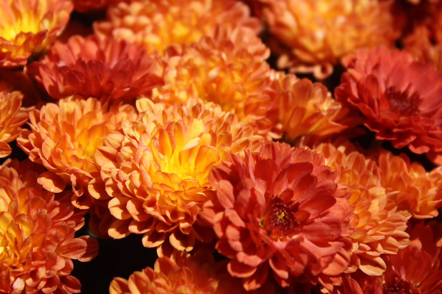 orange fall mums