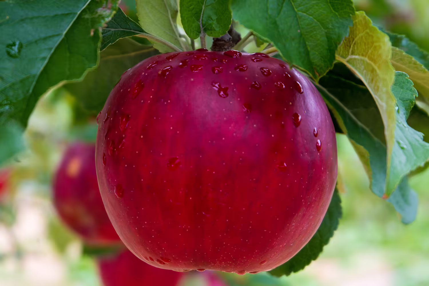 apple on tree