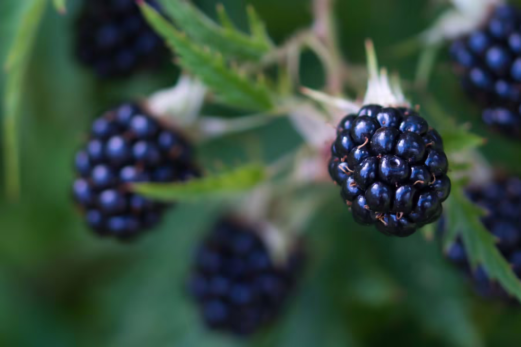Blackberries fruit close up, large berries, ripe and juicy growing in the summer garden, green blurred background, self sufficiency and healthy food concept