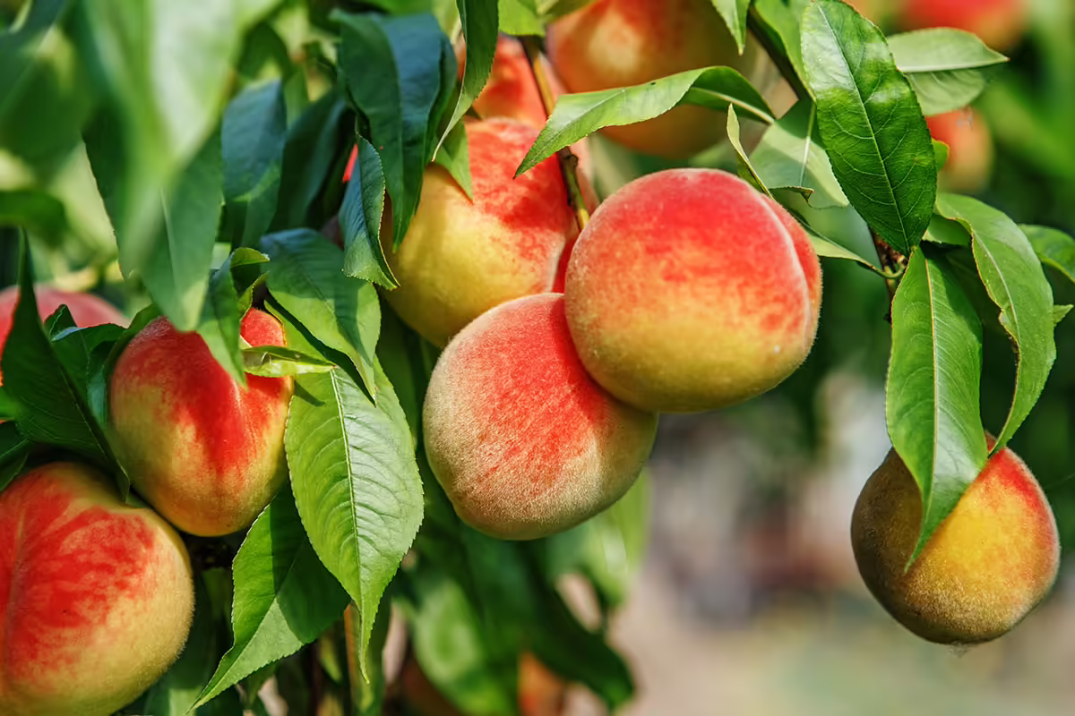 peaches on peach tree