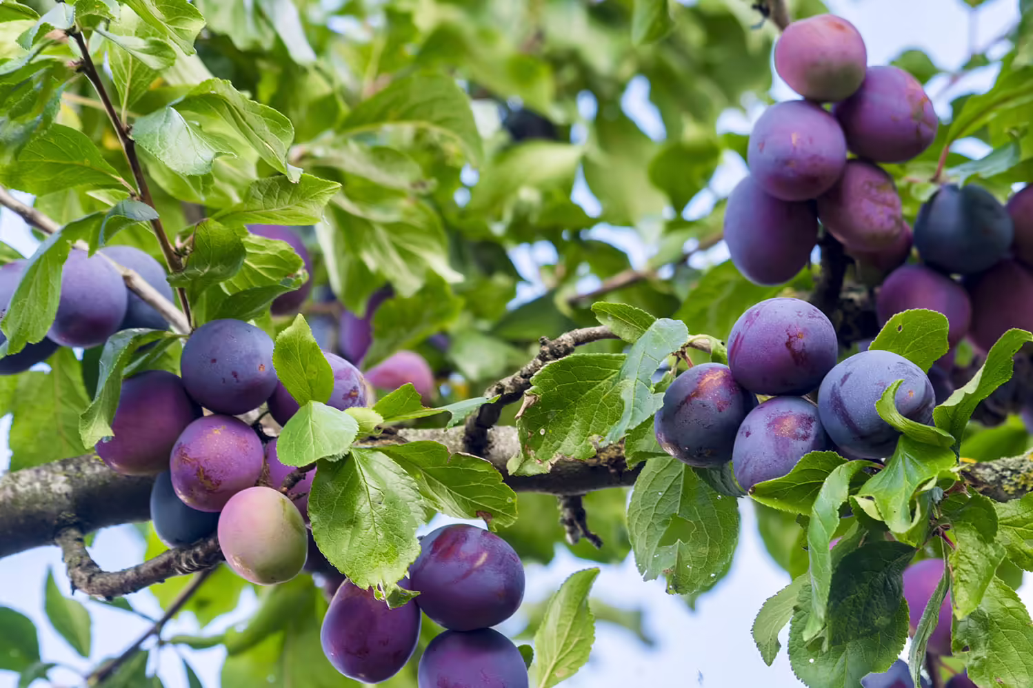 plums on plum trees
