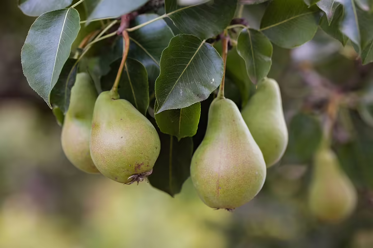 pears on tree
