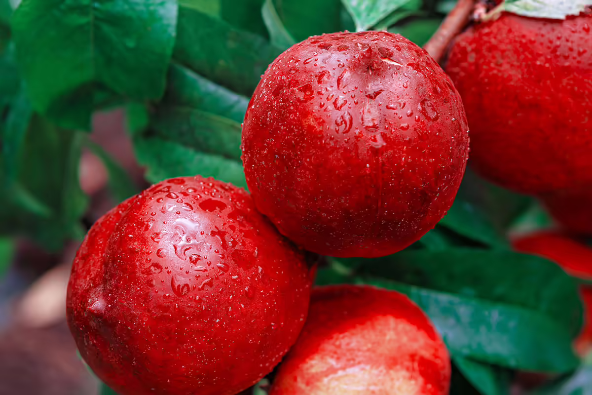 nectarines