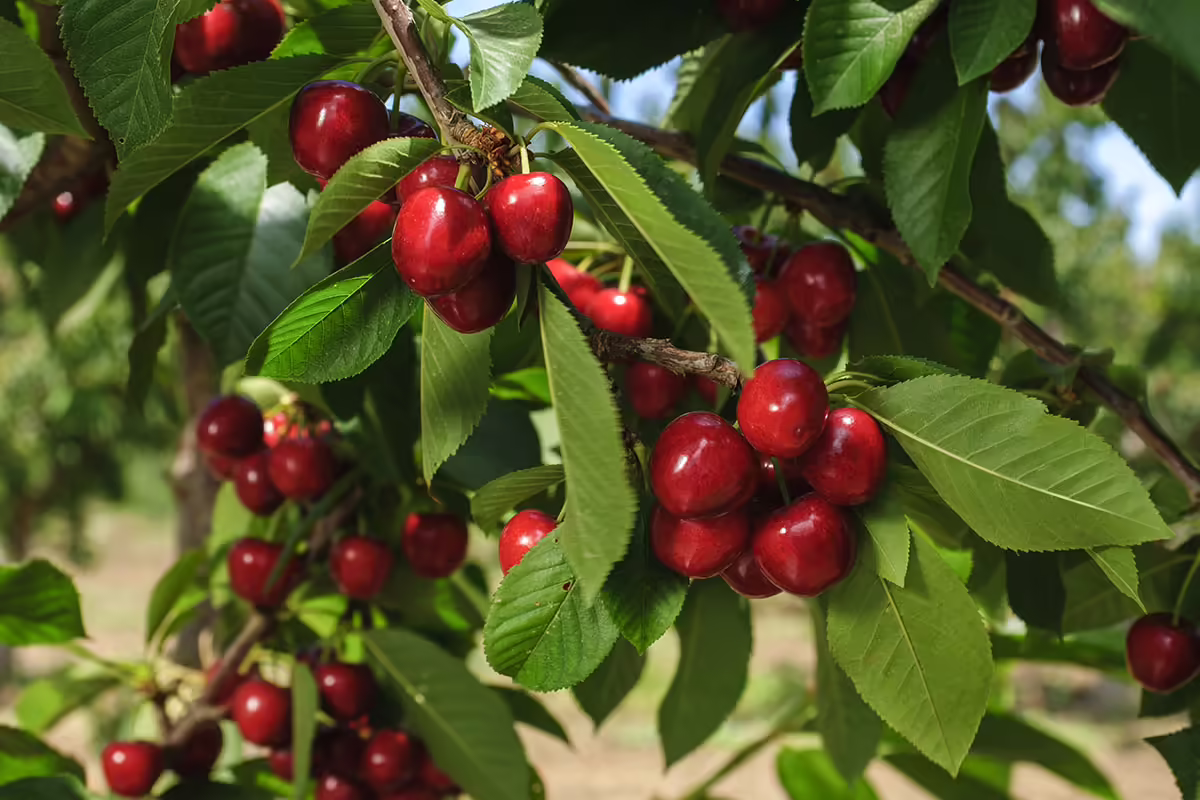 cherries growing on tree