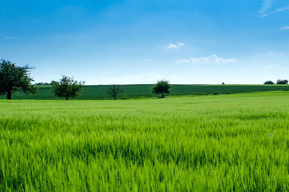 green field under blue sky