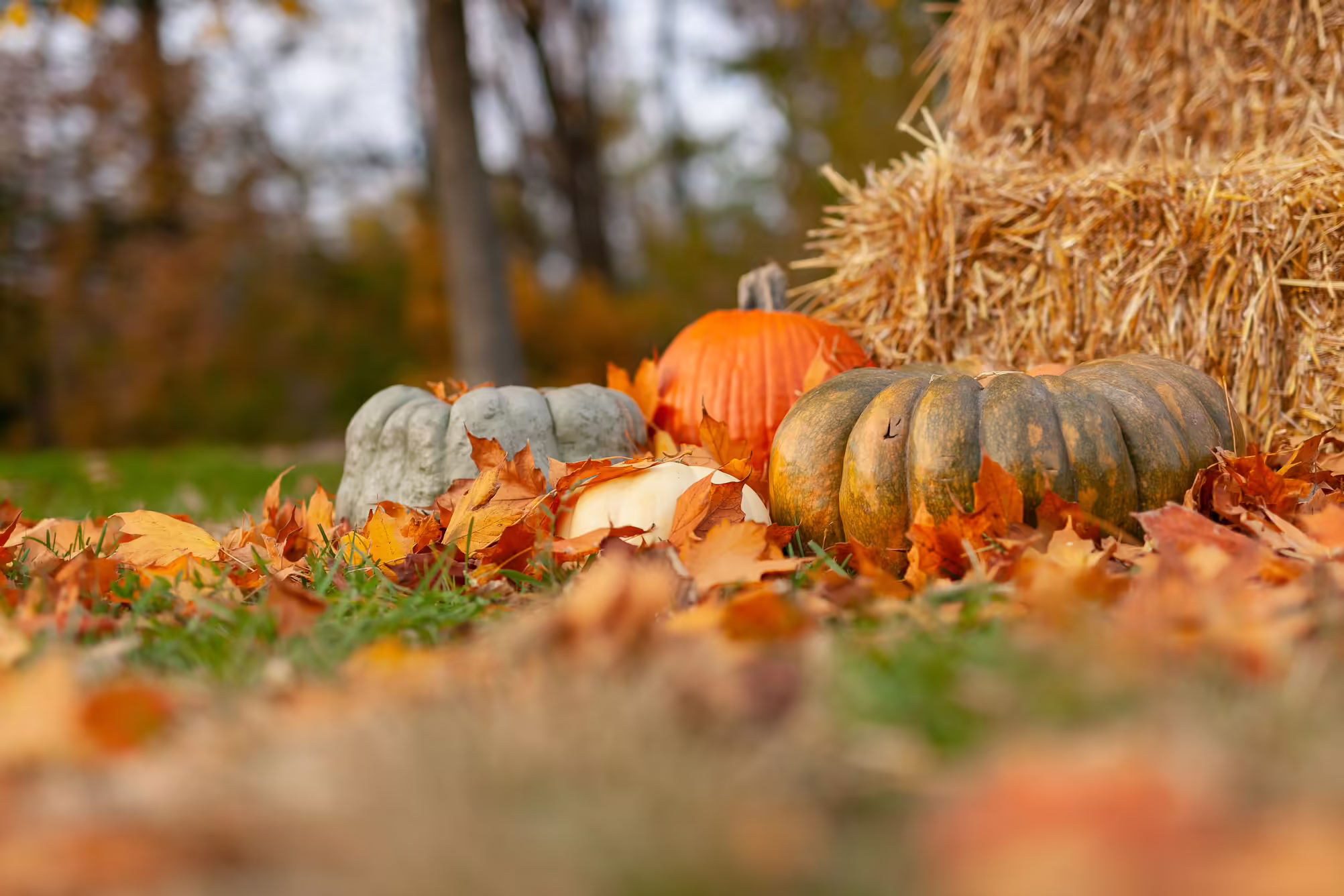 orange and green and white pumpkins with hay bales