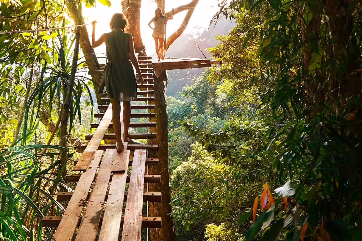 Bridge high in the trees