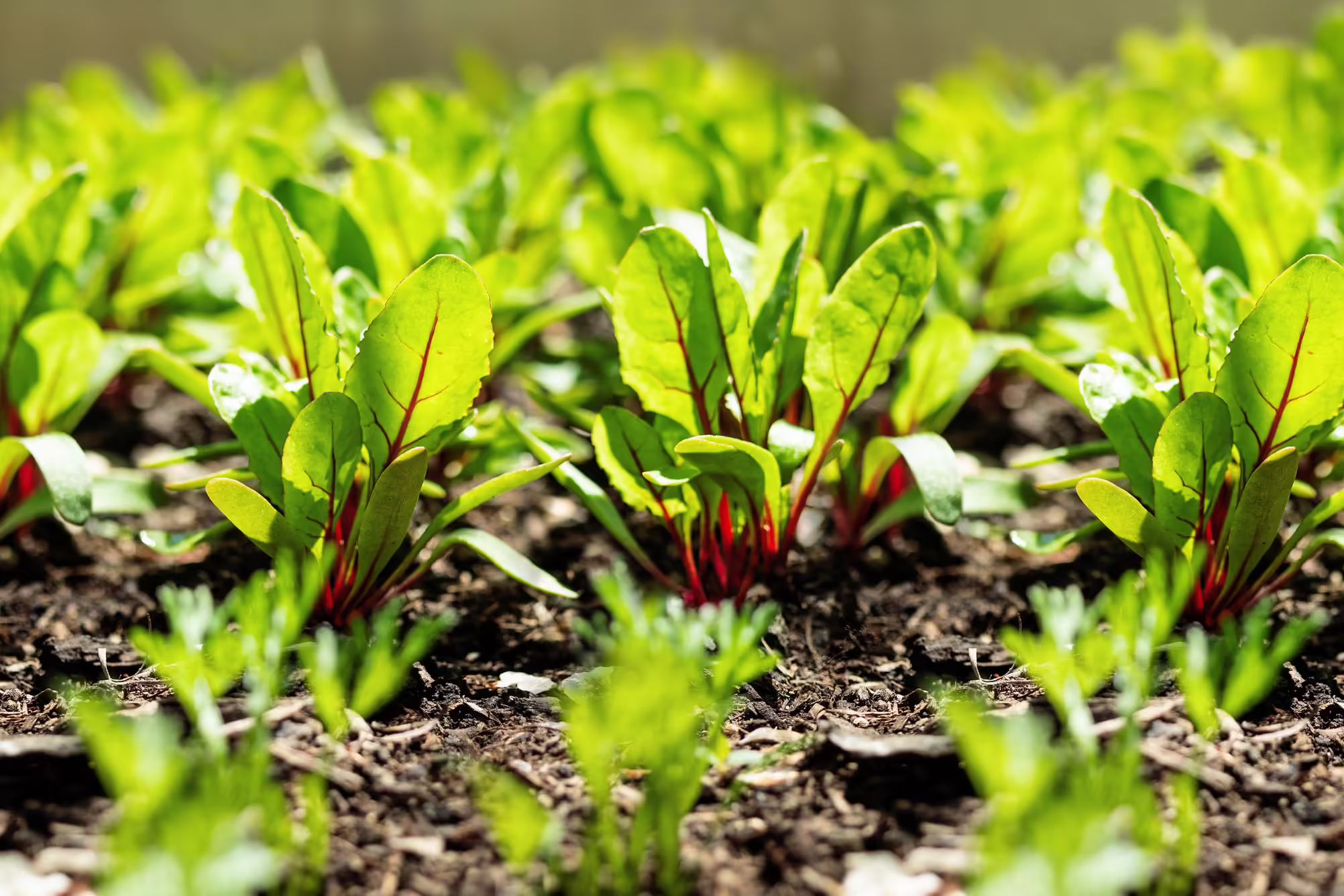 beets growing in garden