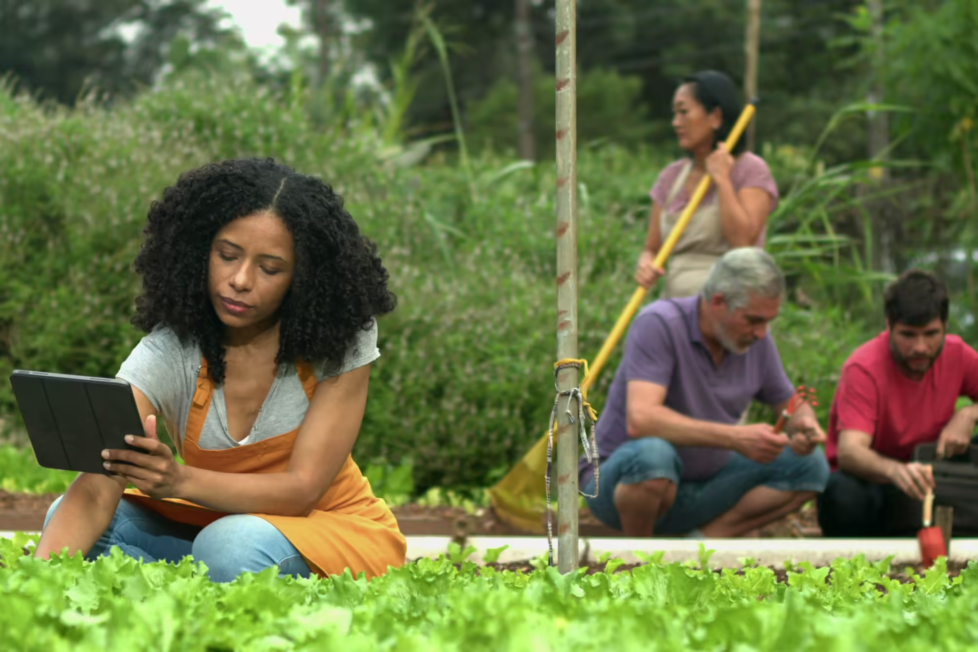 people growing food in local garden