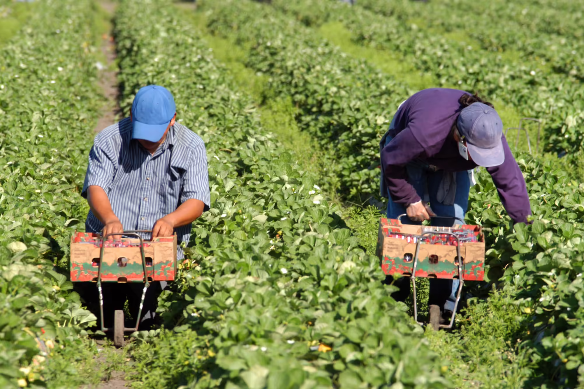 farm workers harvesting straberries