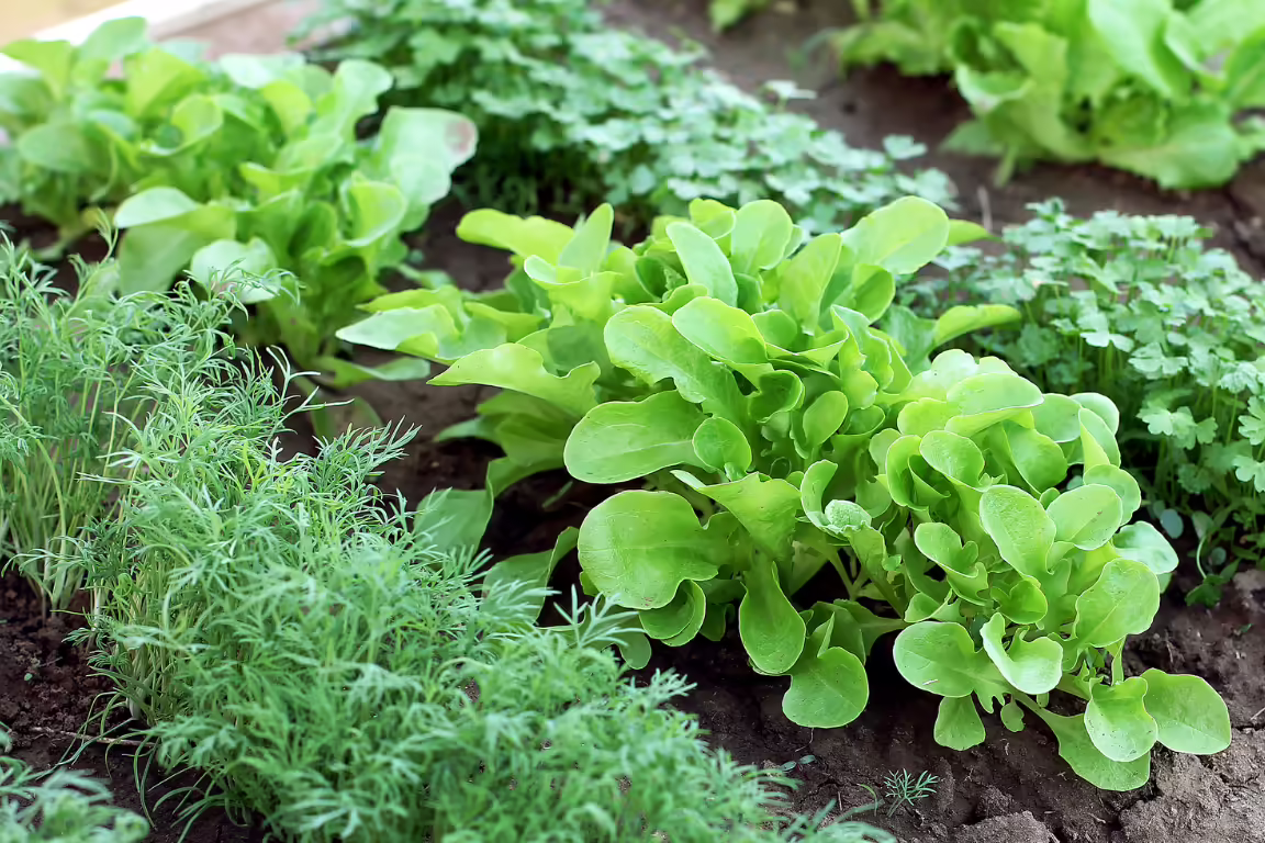 close up of leafy green crops in rows