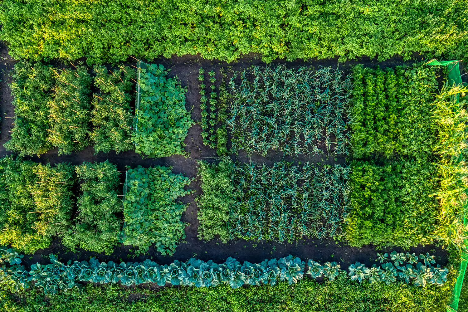 overhead view of a specialty crop small farm