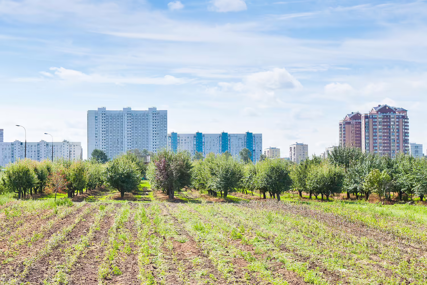 Panoramic view of an urban field growing crops with large skyscraper buildings off in distance