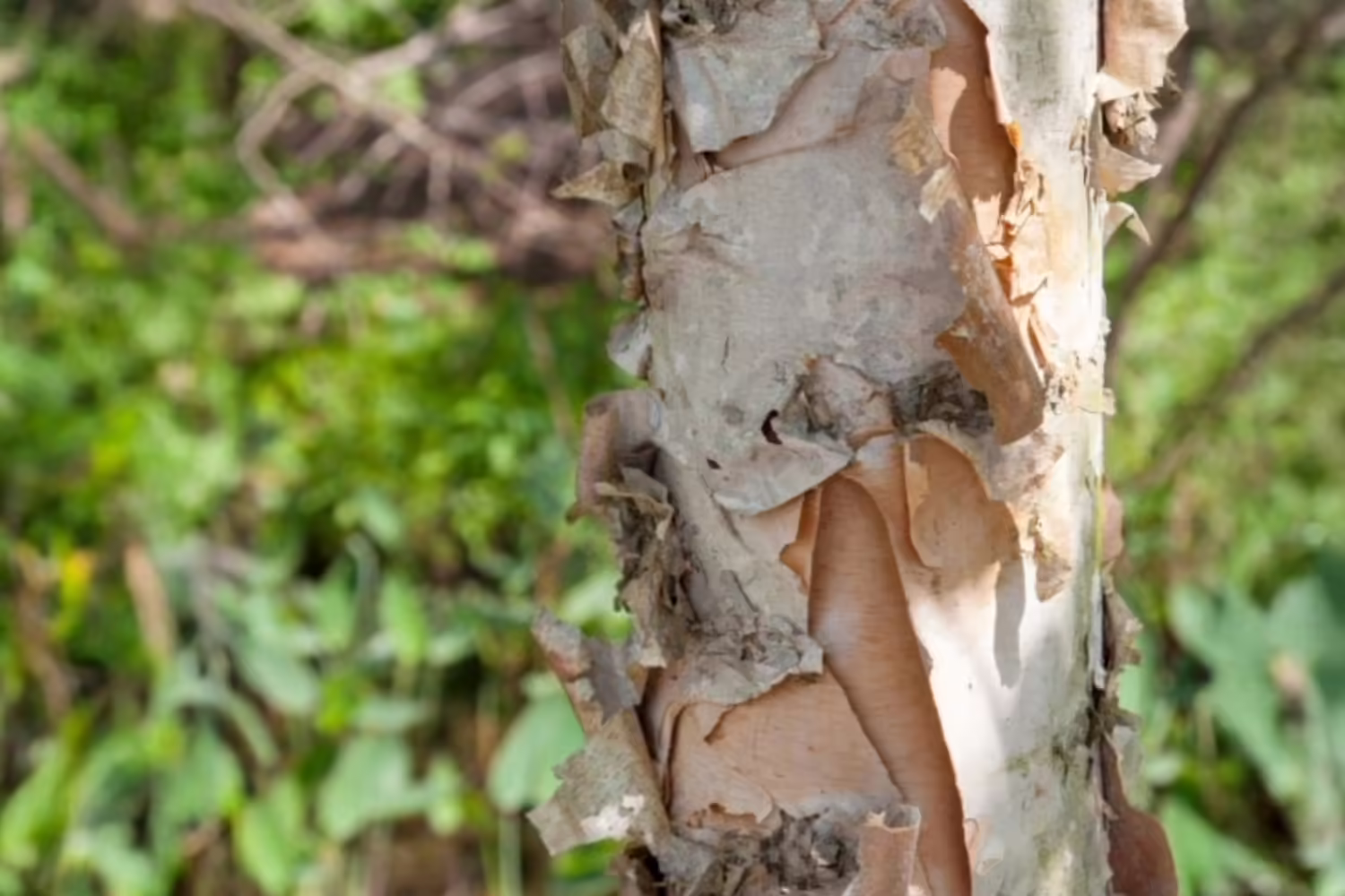 Birch tree with blurry background