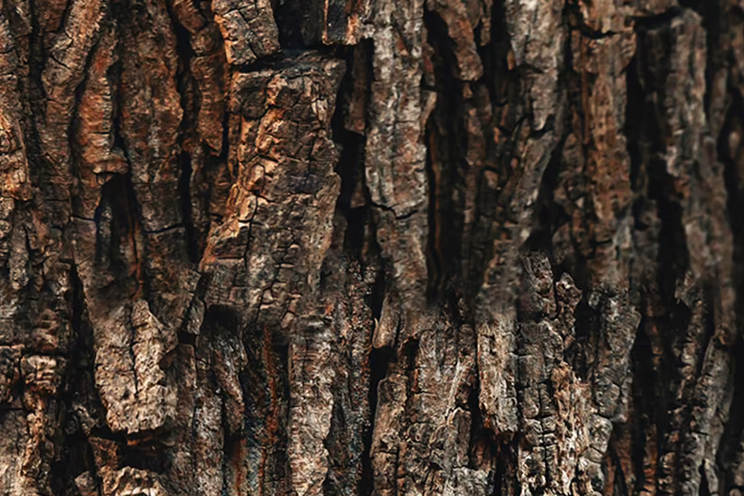 Up close view of brown tree bark on the trunk of a tree